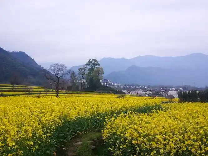 最美皖南风景线