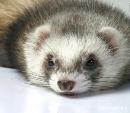 宠物貂的长毛火焰色,身体为灰色,黑色或有银色反光