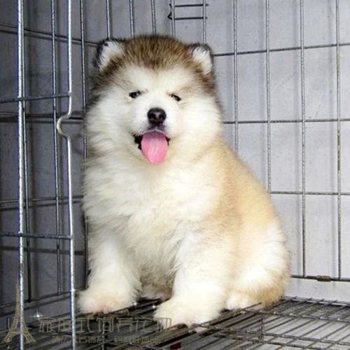 00淘宝新品纯种活体巨型阿拉斯加雪橇犬幼犬烟灰色桃脸熊版巨大