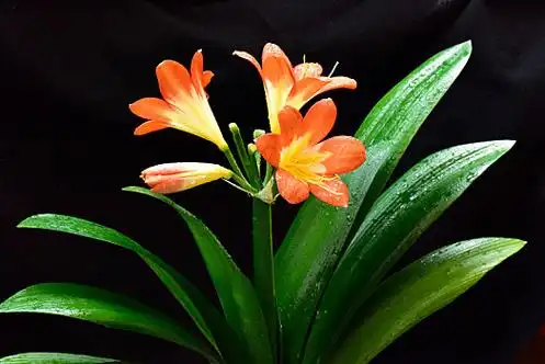 君子兰花图片(君子兰花图片大全大图)