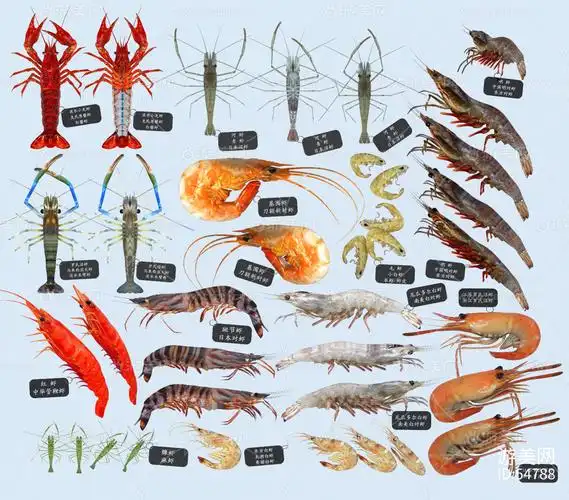 小河虾 青草虾 大龙虾 海鲜水产 日本罗氏沼虾 厨房美食食物