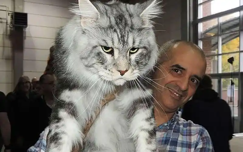 世界上最大的猫缅因猫体长12米被称作温柔的巨人