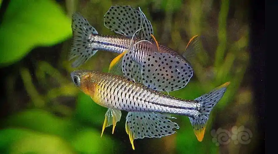 珍珠燕子鱼体呈细长,鱼体呈银白色,体表有网状纹路