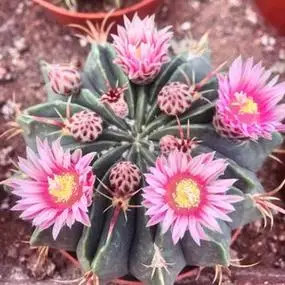 开花仙人球赤城复色花开花美观室内阳台防辐射吸甲醛绿植多肉植物