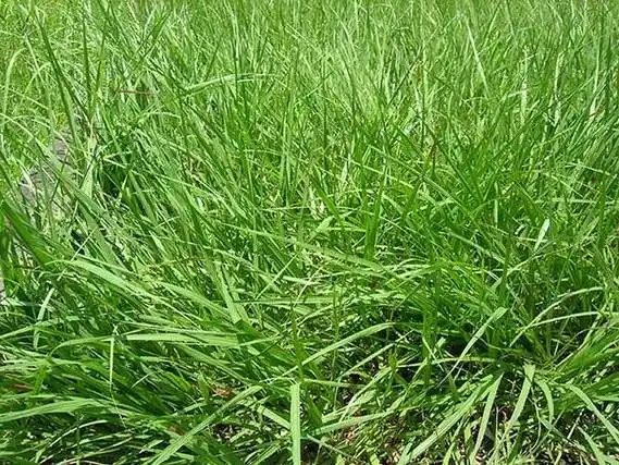 百喜草与宽叶草有什么区别