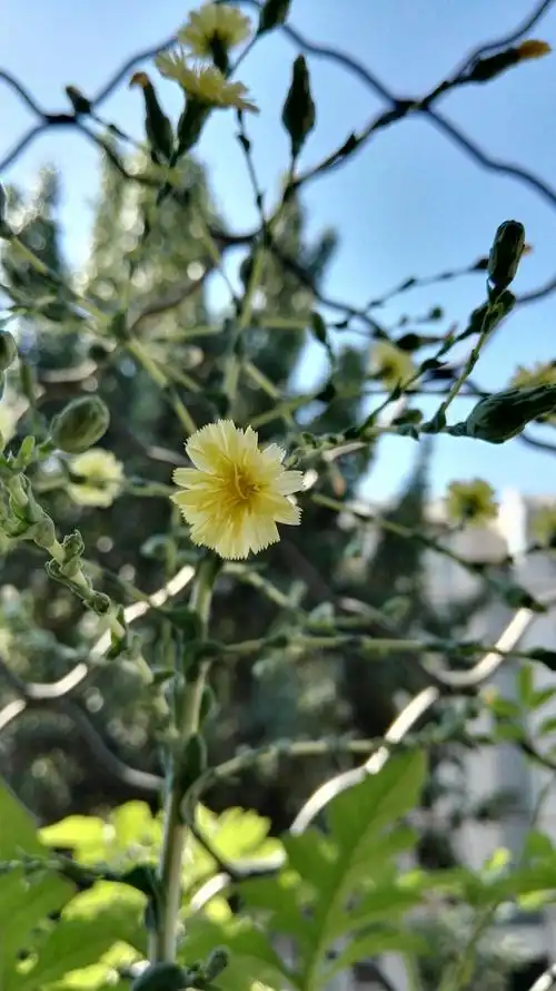 阳台种的小生菜开花啦