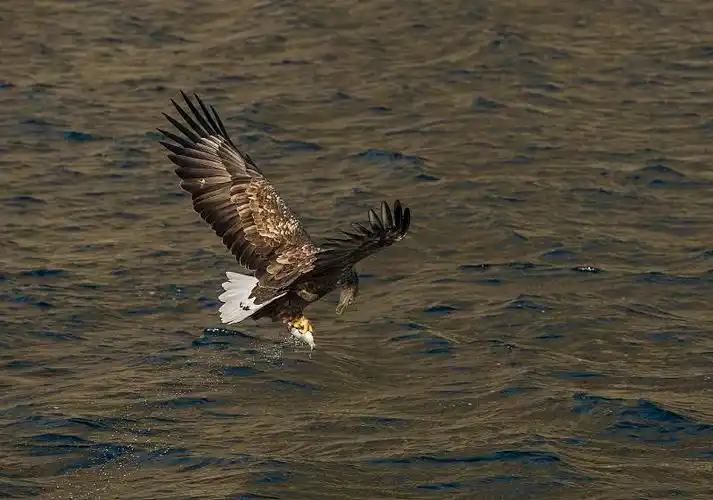 白尾鹰与鱼,罗浮敦,挪威,欧洲图片