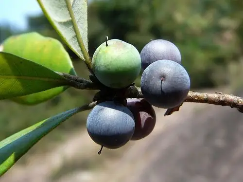 标题:野生植物果实三(10种)