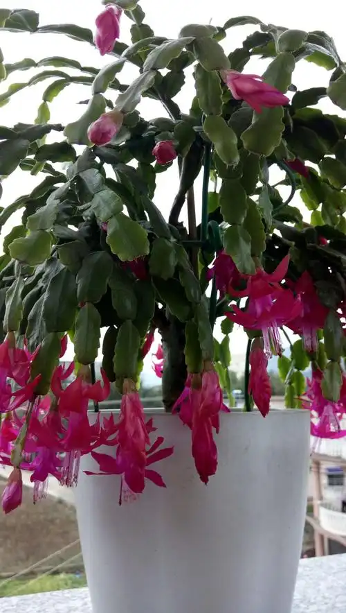 漂亮的花一一蟹爪兰