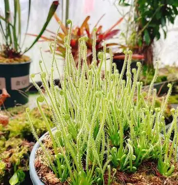 食虫植物茅膏菜绿丝叶茅膏菜粘液植物捕虫草趣味盆栽批发零售