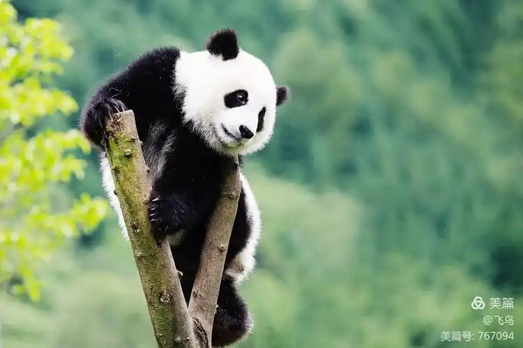 其它 呆萌的熊猫 写美篇  再一次近距离拍摄和观赏国宝大熊猫,因为我