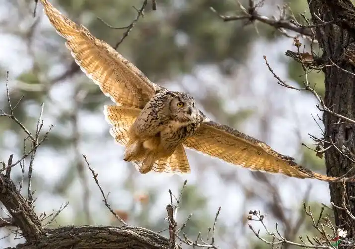 展翅飞翔——雕鸮