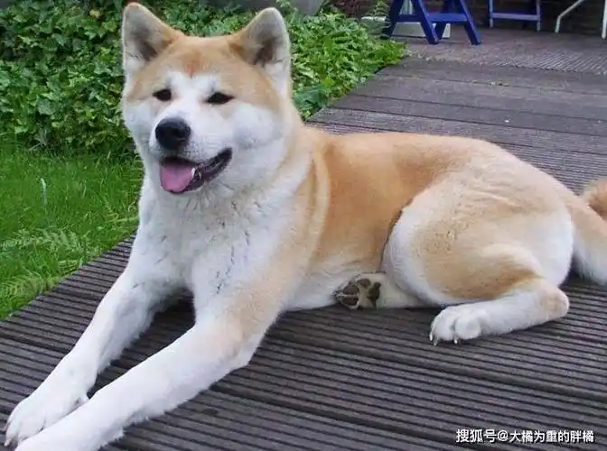 中国常见的十大城市禁养犬,中华田园犬我怎么也没想到会上榜!_狗狗