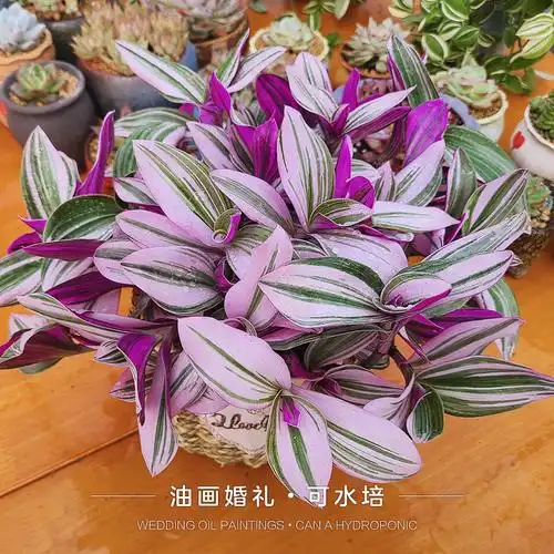 盆栽绿植油画婚礼吊兰室内好养观叶水培植物桌面多肉植物