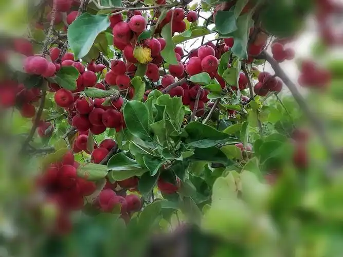 这就是霍城特产野酸梅