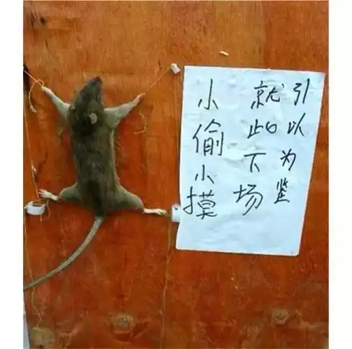 快过年了小偷可能已经盯上你了不看你就亏大了