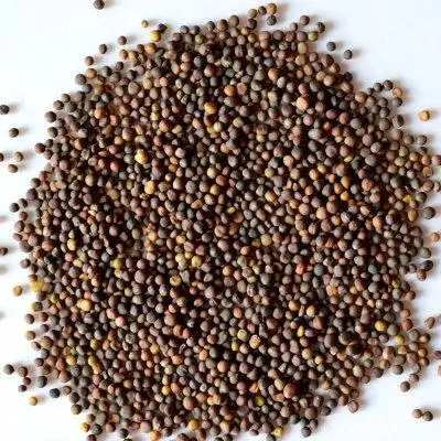 北京东升种业有限公司 - 甘蓝/苤蓝/芥蓝 - 甘蓝种子 羽衣甘蓝 - 爱种