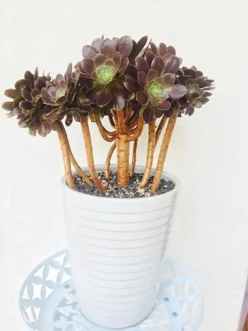 韶羞法师         (盆高28厘米)