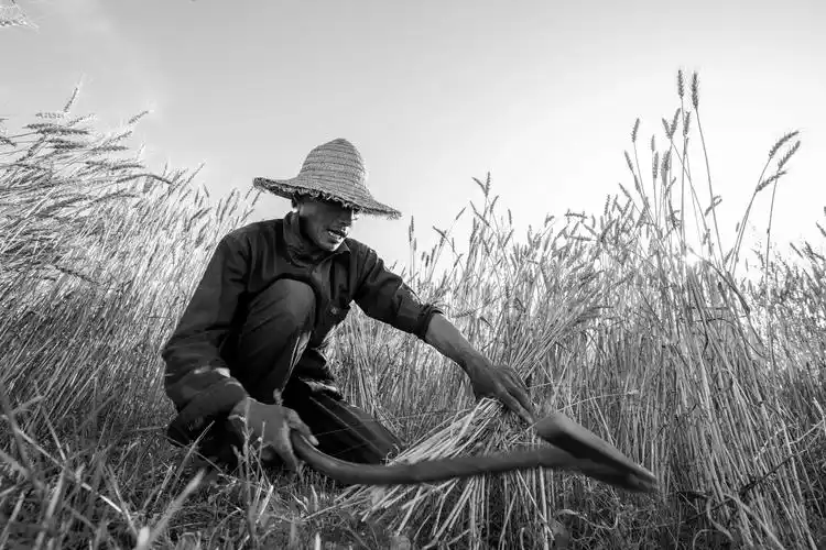 镰刀,麦子和汗水在一起,镰更是对辛勤劳动者的敬仰和眷恋.