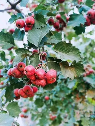 老家门口山楂树