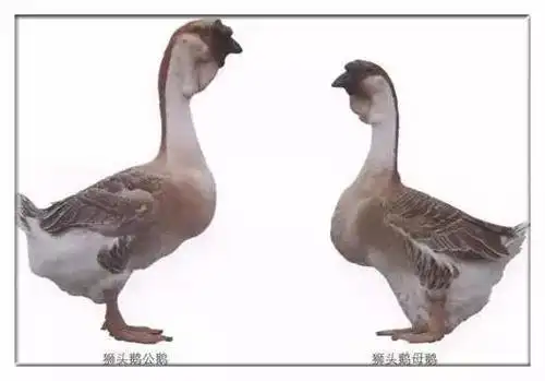 而成年的公鹅会长到20斤!非常大只!一般的鹅12~14斤左右而已!