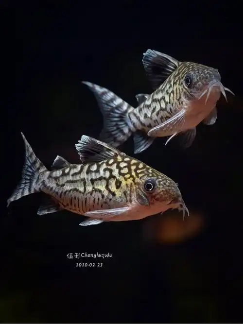 大花网鼠鱼 - 异型鼠鱼 - cta南美水族