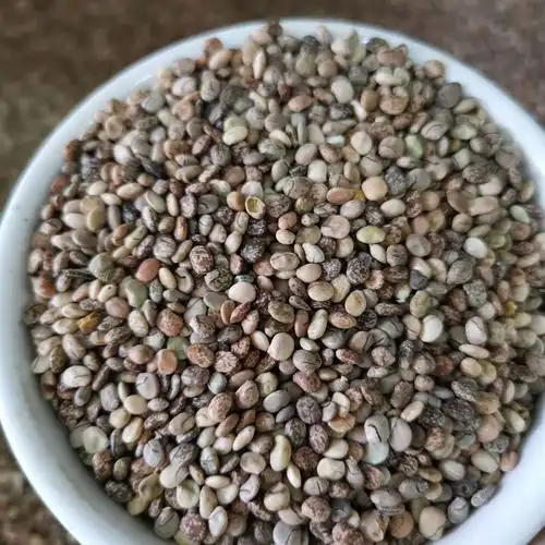 鲁冰花种子羽扇豆种子混色多年生花卉盆栽种子花海草花货到付款