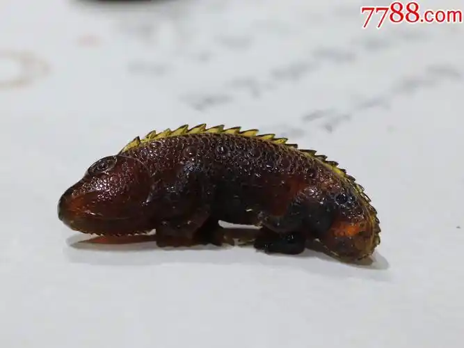 天然老琥珀蜥蜴摆件
