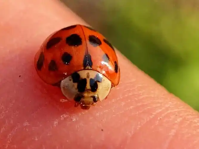 十八星瓢虫从表情的角度上来讲我也是很欣赏它了