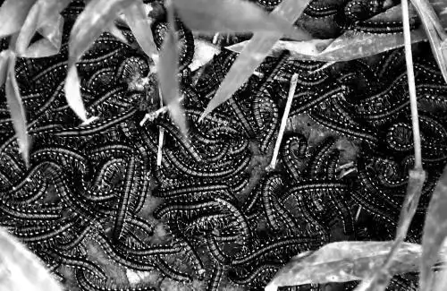 请教一种虫子的名字,虫子恐惧症勿看,秘籍恐惧症勿看.