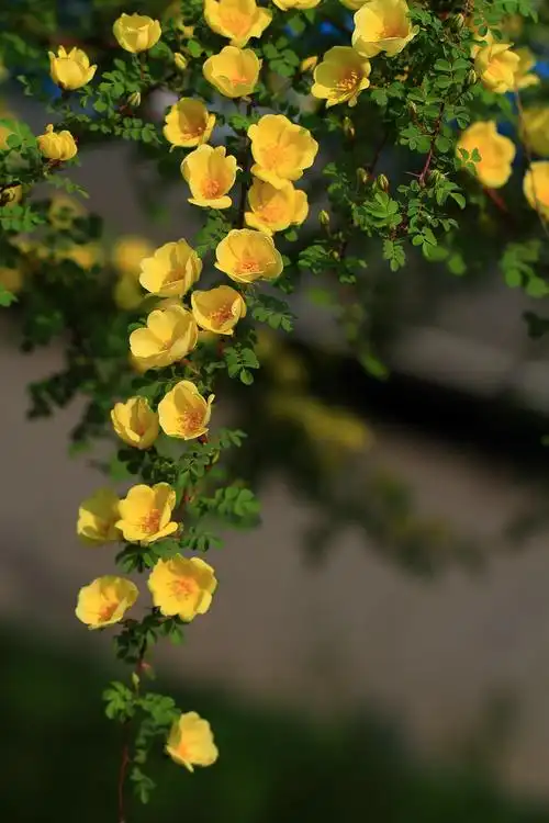 野蔷薇-4 摄影 kcs5dll