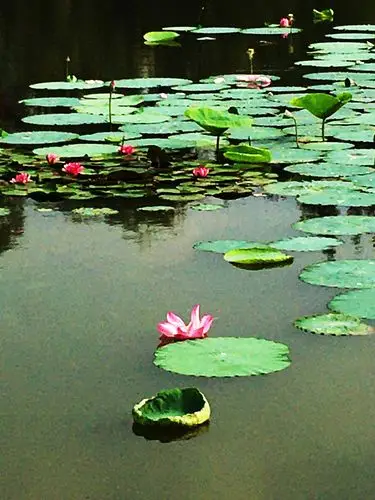 夏日荷塘(手机拍)