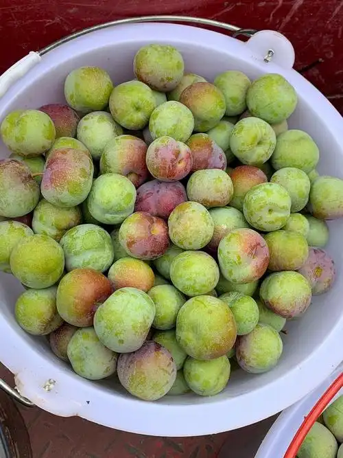 我家最后的李子吃上瘾了