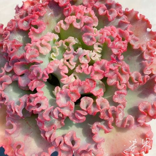 万年红客厅装饰多肉红色褶皱包菜老桩女王花笠盆栽绿植女王花笠2