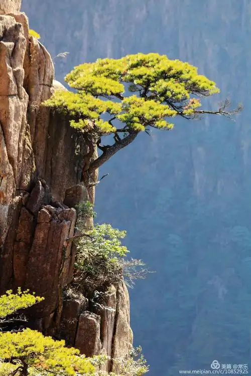 黄山奇松(20181128--29)