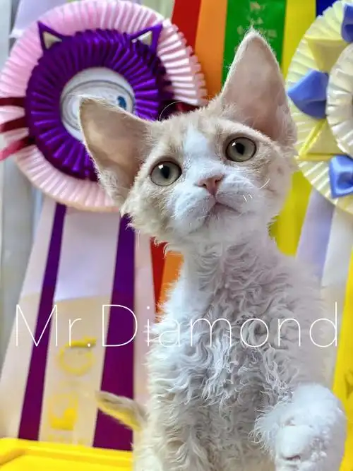 北京正规猫舍德文卷毛幼猫接受预订