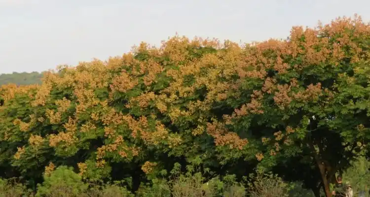 复羽叶栾树花语是什么