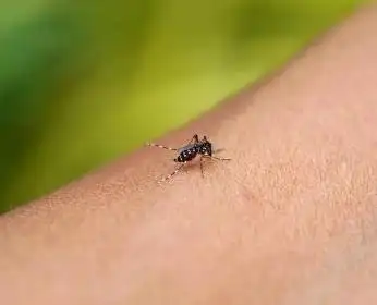 被花苍蝇咬了红肿越来越大1