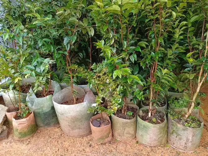 早生嘉宝果 艾斯卡嘉宝果当年结果的嘉宝果树苗批发啦_种植_果实_品种