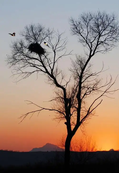 夕阳西下鸟归巢