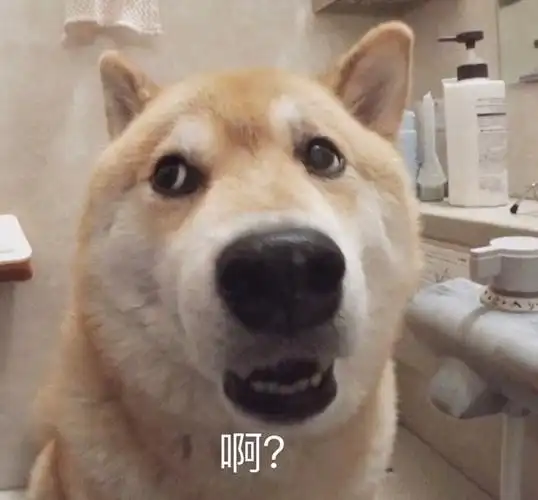 沙雕表情包更新,拿图互动