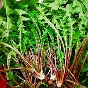 蒲公英新鲜野菜现挖整颗带根婆婆丁花山野菜苦麻子纯野生苦菜蘸酱