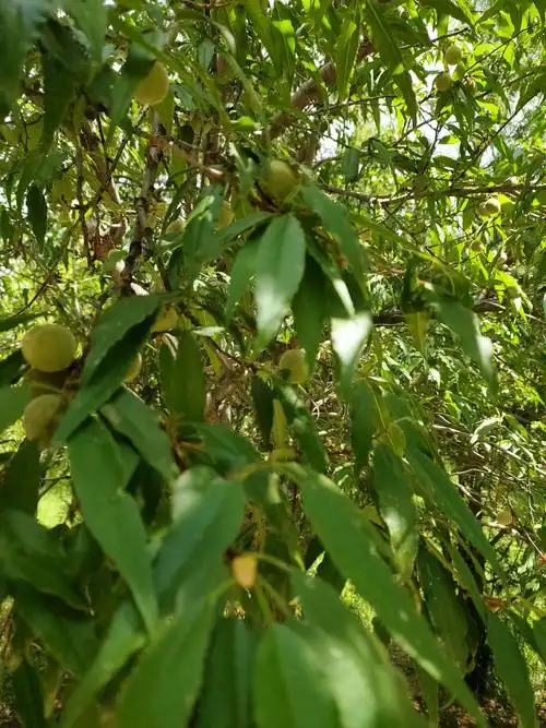 野毛桃,孩子说:它好小,毛乎乎的,挺可爱.