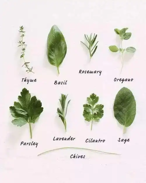 香草种类小科普
