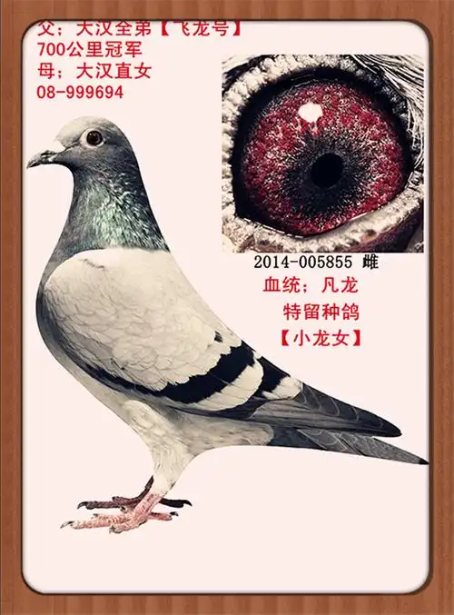 凡龙_山东大汉鸽业-中信网爱鸽商城