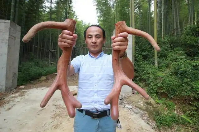 养鹿大王王立果皖美修成正果