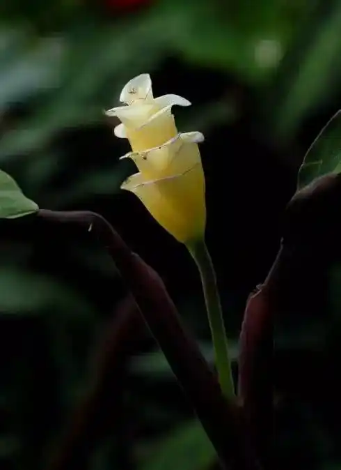 一花一世界天鹅绒竹芋