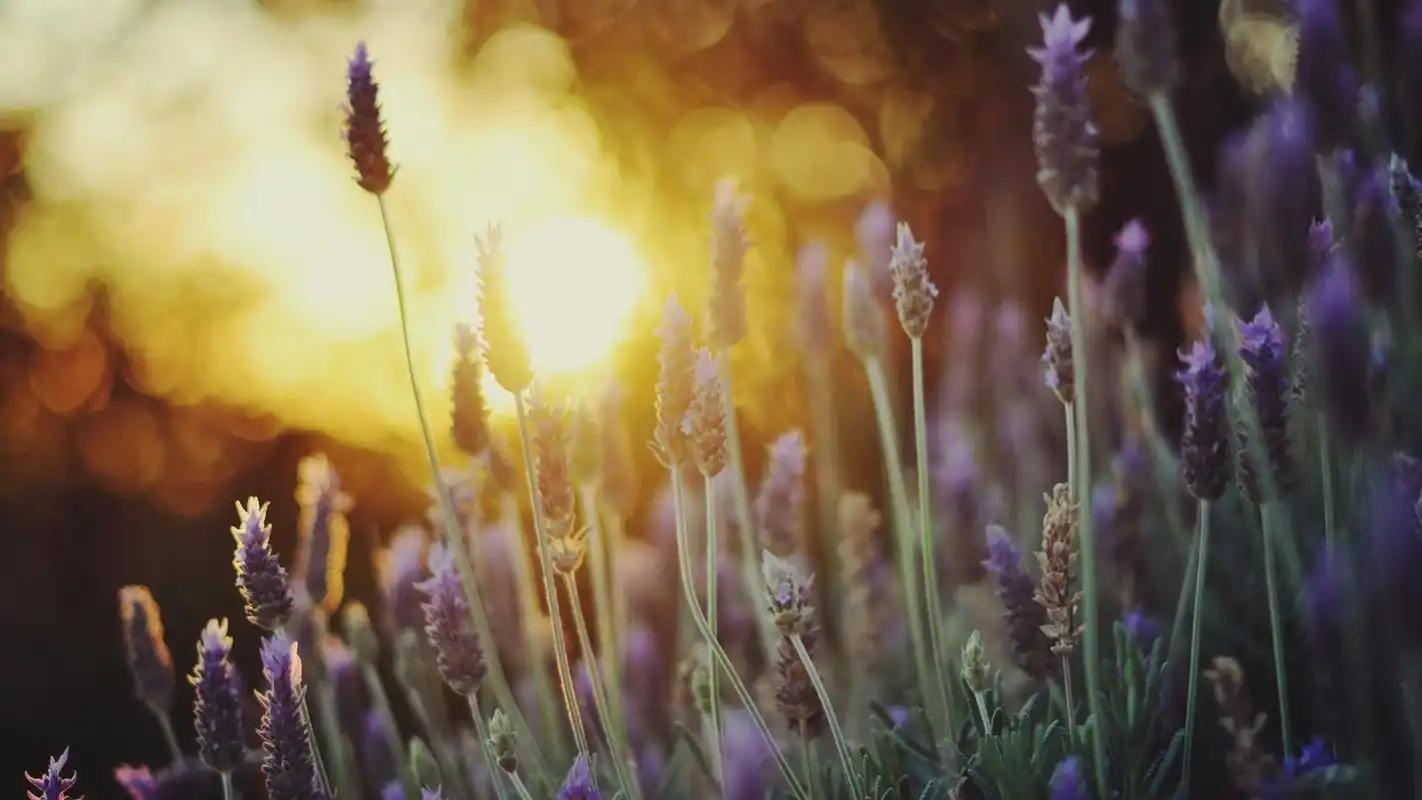 特写薰衣草花,阳光,背景虚化 壁纸 - 1920x1080 全高清