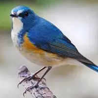 红胁蓝尾鸲鸟qq头像图片欣赏爱小鸟的朋友来吧