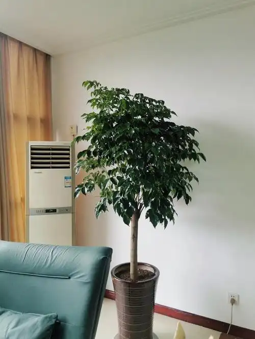 幸福树成长日记之修剪